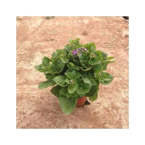 ARGERATUM