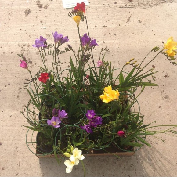 FREESIA (PALMIRAS)