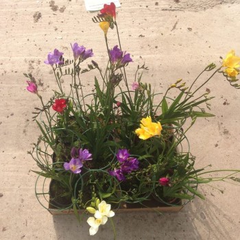 FREESIA (PALMIRAS)