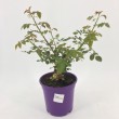 ROSAL PERFUMADO