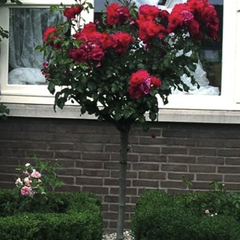 ROSAL DE COPA