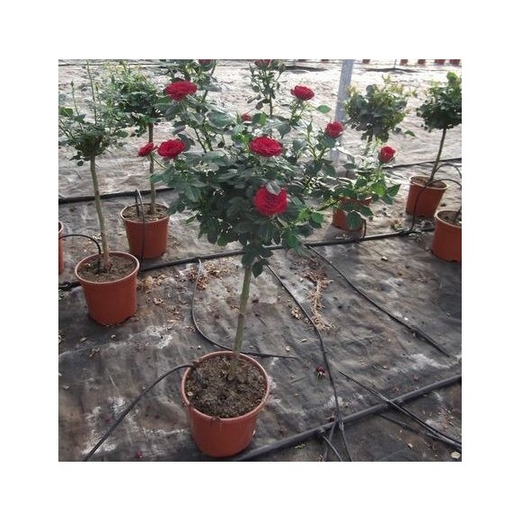 ROSAL MINI DE COPA