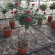ROSAL MINI DE COPA