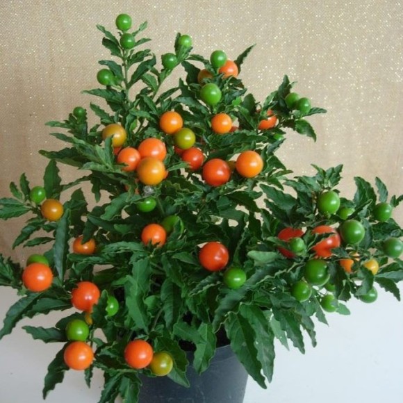 SOLANUM (TOMATITO)