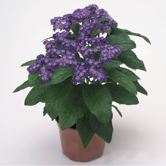 HELIOTROPIUM