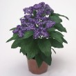 HELIOTROPIUM