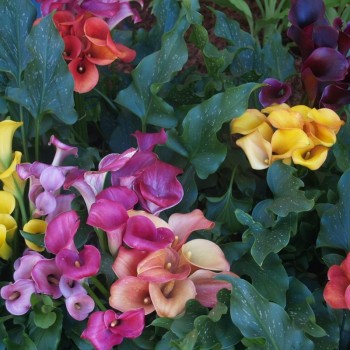 ZANTEDESCHIA (CALAS DE COLORES)