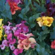ZANTEDESCHIA (CALAS DE COLORES)
