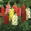 ANTIRRHINUM