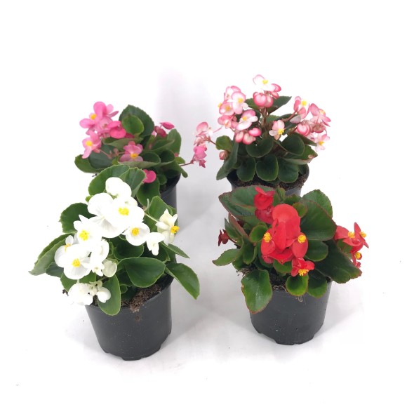 BEGONIA SIEMPREFLORIDA