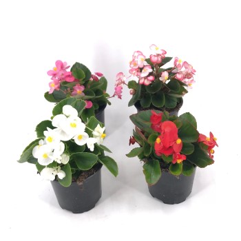 BEGONIA SIEMPREFLORIDA