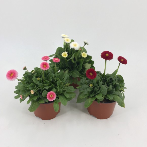 BELLIS PERENNIS
