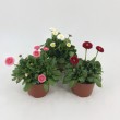 BELLIS PERENNIS
