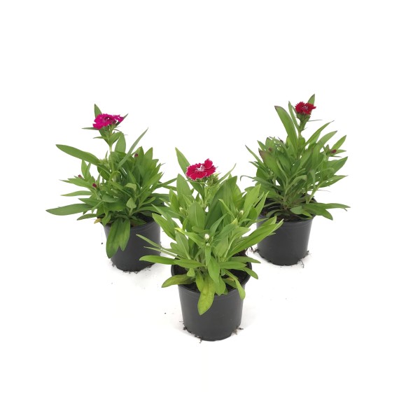 DIANTHUS “Clavel del poeta”