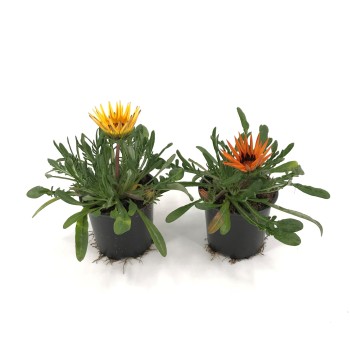 GAZANIA