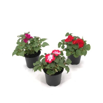 IMPATIENS “Alegría de la casa”