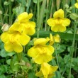 MIMULUS