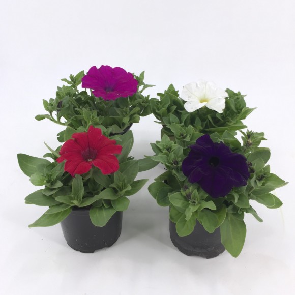 PETUNIA