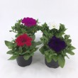 PETUNIA