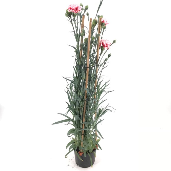 CLAVEL GRANDIFLORUM