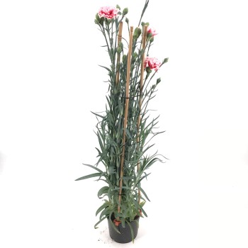 CLAVEL GRANDIFLORUM