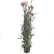 CLAVEL GRANDIFLORUM