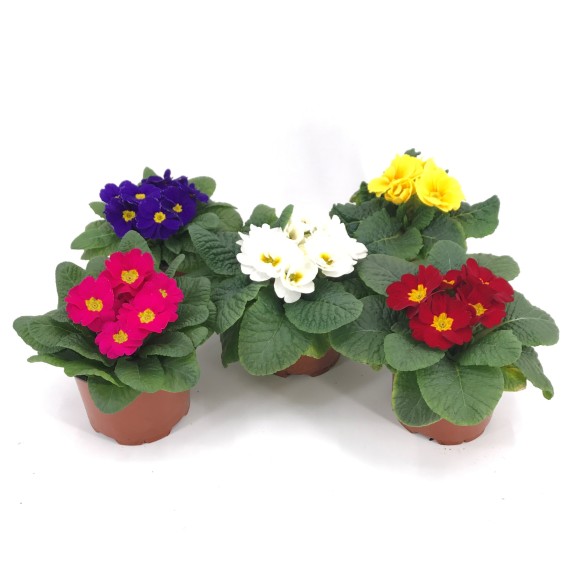 PRIMULA ACAULIS