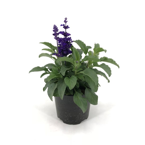 SALVIA FARINACEA