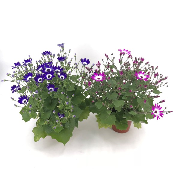 SENETTI