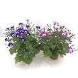 SENETTI
