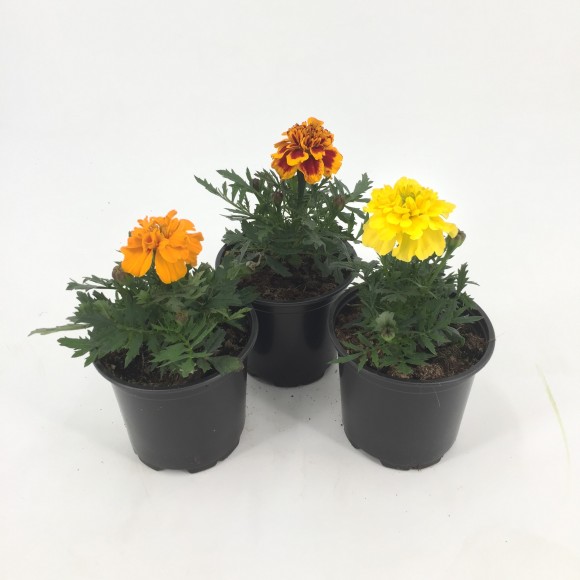 TAGETES