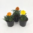 TAGETES