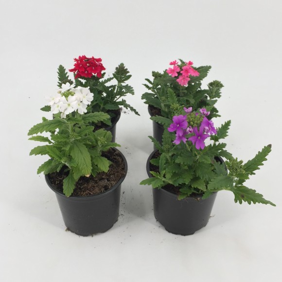 VERBENA