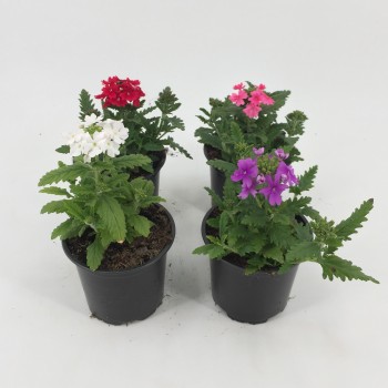 VERBENA