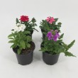 VERBENA