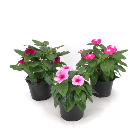 VINCA
