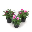VINCA