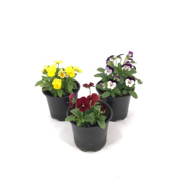 VIOLA CORNUTA