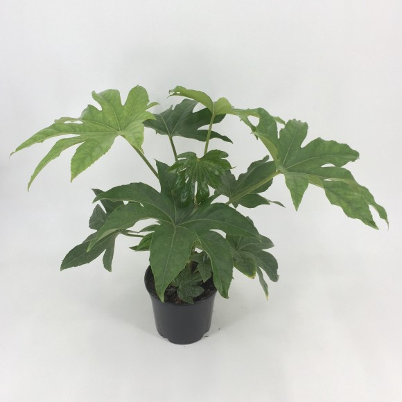 ARALIA