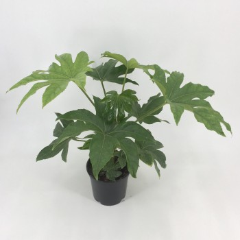 ARALIA