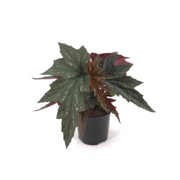 BEGONIA REINA