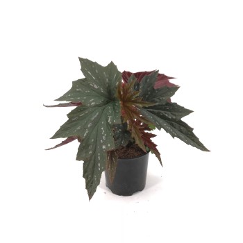 BEGONIA REINA