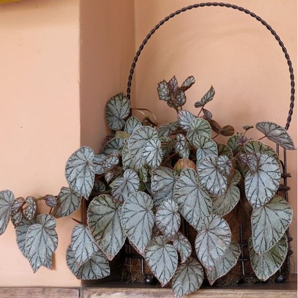 BEGONIA REINA PLATEADA