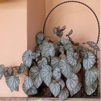 BEGONIA REINA PLATEADA