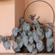 BEGONIA REINA PLATEADA
