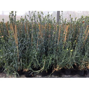 CLAVEL GRANDIFLORUM