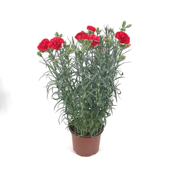 CLAVEL CAN-CAN