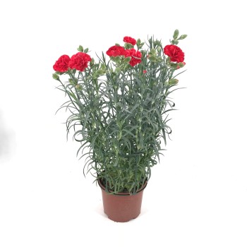 CLAVEL CAN-CAN