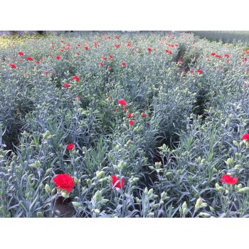CLAVEL CAN-CAN