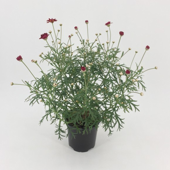 ARGIRANTHEMUM